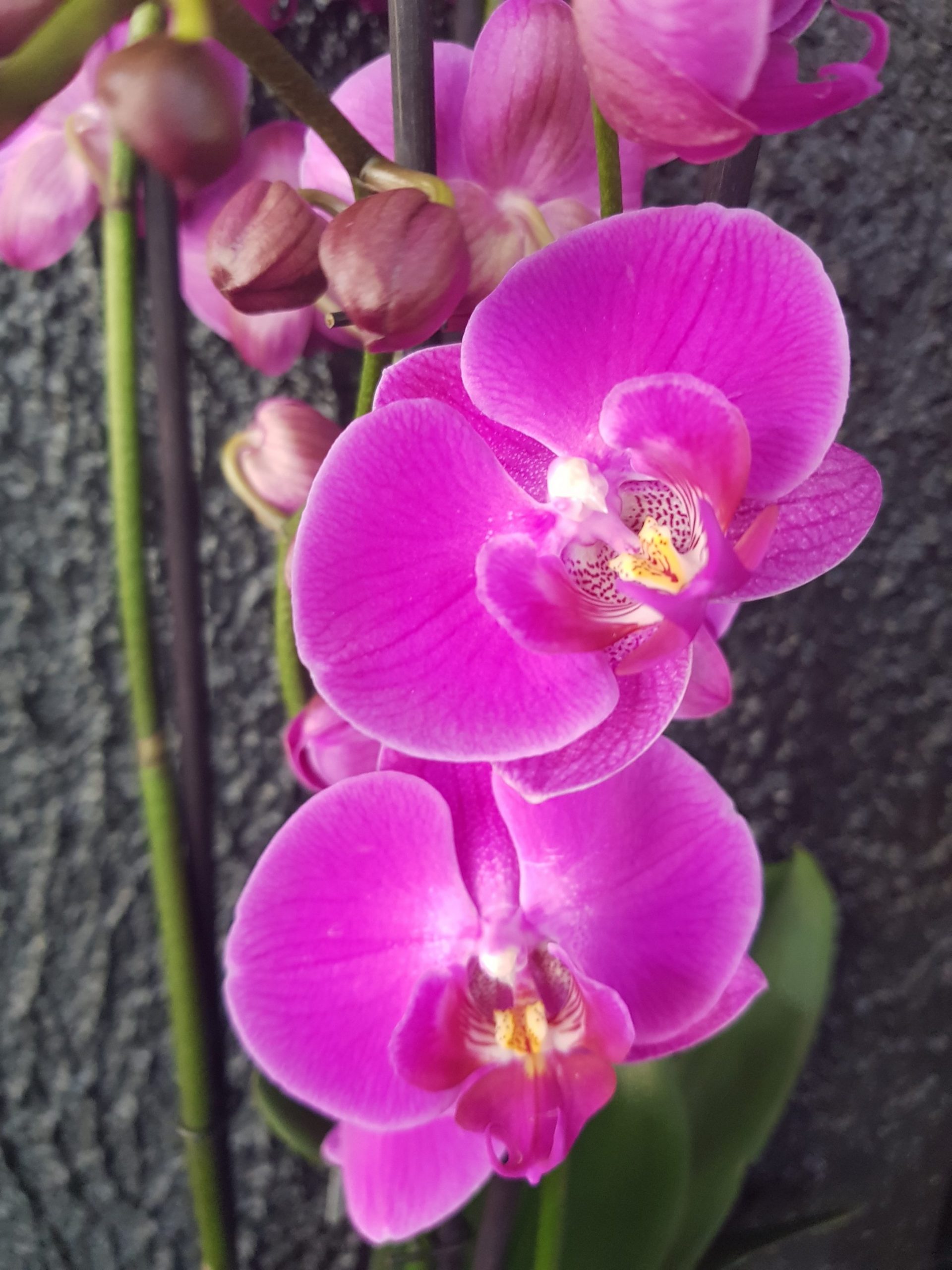 Orchidée à 3 tiges - rose