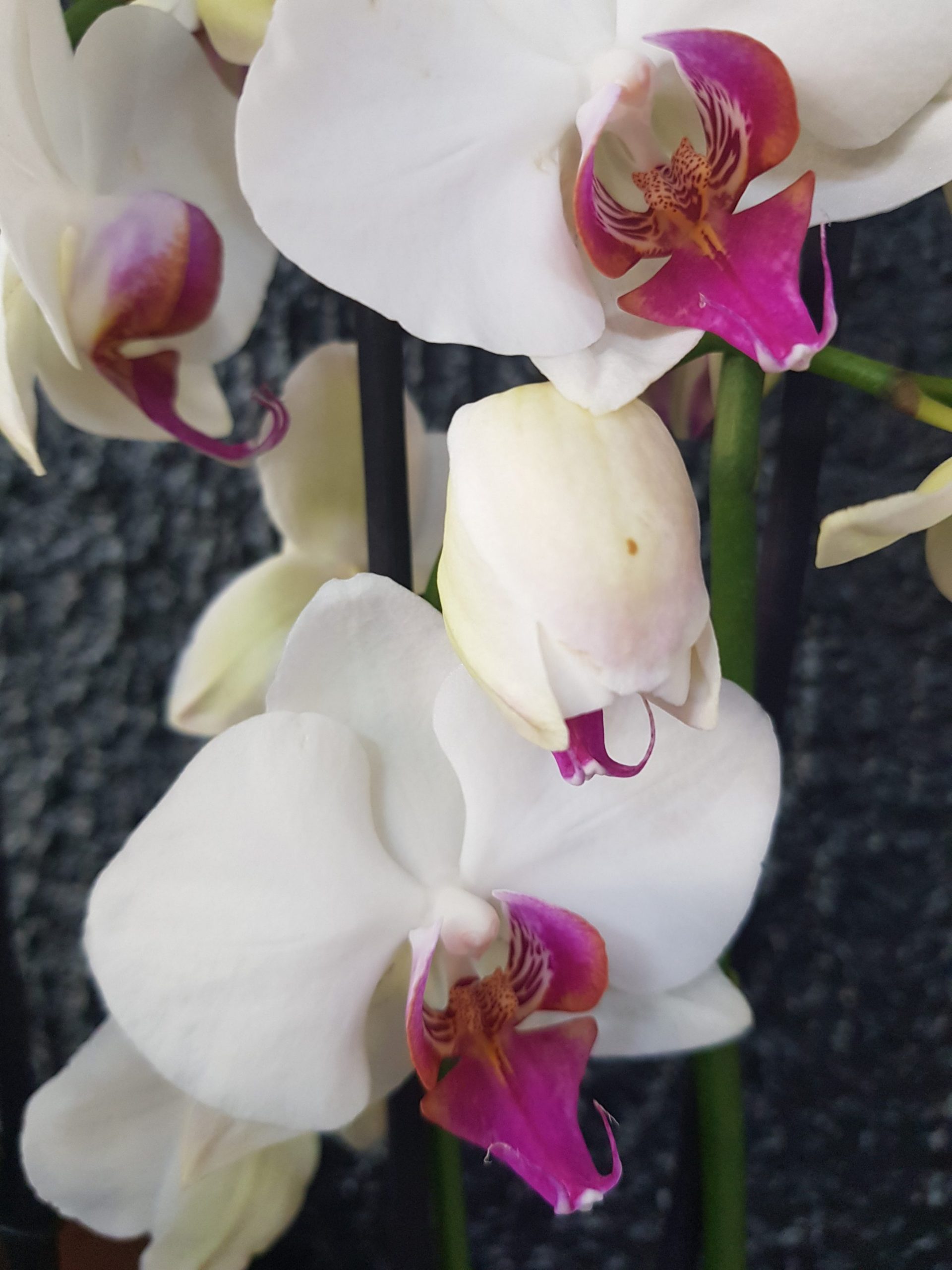 Oecoplan Terreau orchidées 3L Acheter chez JUMBO